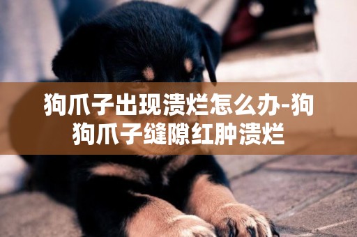 狗爪子出現潰爛怎么辦-狗狗爪子縫隙紅腫潰爛
