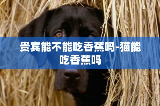 貴賓能不能吃香蕉嗎-貓能吃香蕉嗎