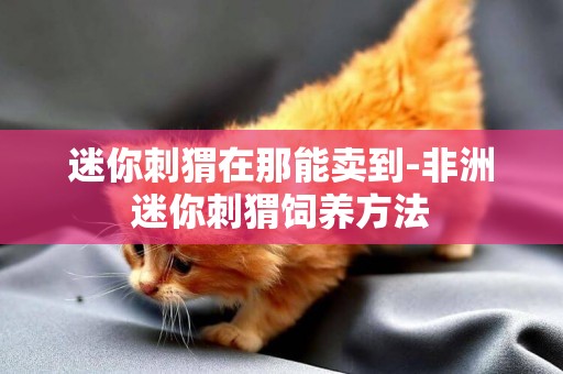 迷你刺猬在那能賣到-非洲迷你刺猬飼養方法