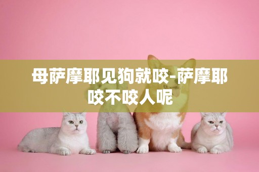 母薩摩耶見狗就咬-薩摩耶咬不咬人呢