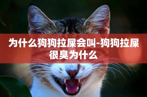 為什么狗狗拉屎會叫-狗狗拉屎很臭為什么
