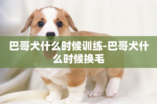 巴哥犬什么時候訓練-巴哥犬什么時候換毛