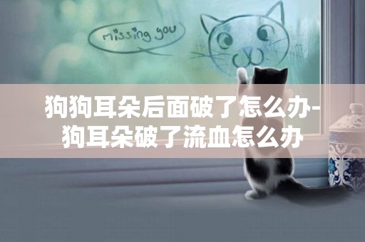 狗狗耳朵后面破了怎么辦-狗耳朵破了流血怎么辦