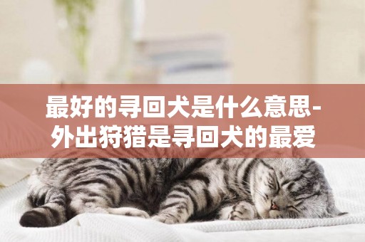 最好的尋回犬是什么意思-外出狩獵是尋回犬的最愛