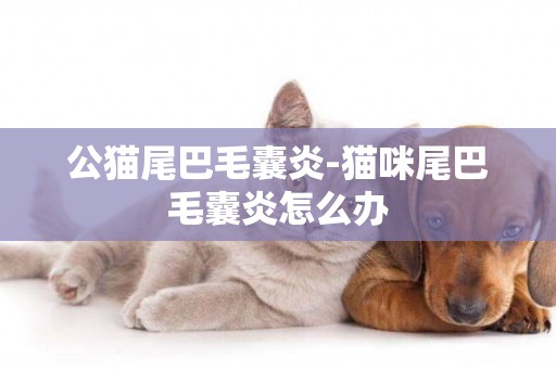 公貓尾巴毛囊炎-貓咪尾巴毛囊炎怎么辦