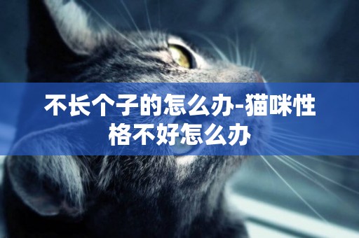 不長個子的怎么辦-貓咪性格不好怎么辦