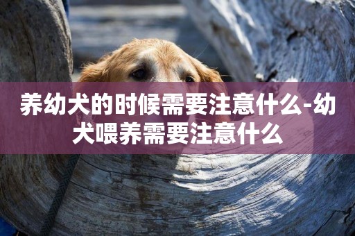 養幼犬的時候需要注意什么-幼犬喂養需要注意什么