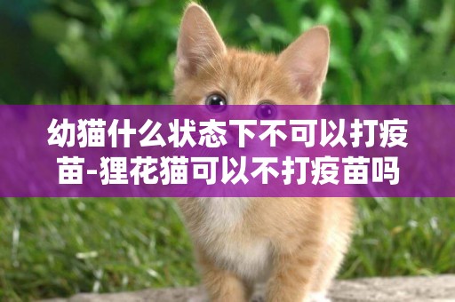 幼貓什么狀態下不可以打疫苗-貍花貓可以不打疫苗嗎