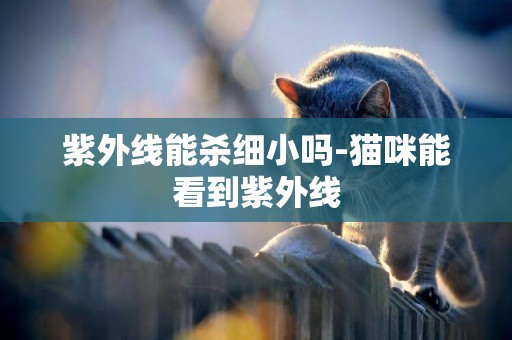 紫外線能殺細小嗎-貓咪能看到紫外線