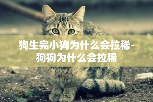 狗生完小狗為什么會拉稀-狗狗為什么會拉稀