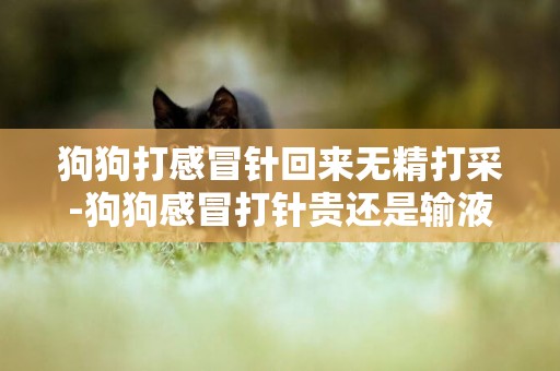 狗狗打感冒針回來無精打采-狗狗感冒打針貴還是輸液貴
