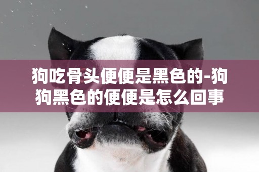 狗吃骨頭便便是黑色的-狗狗黑色的便便是怎么回事