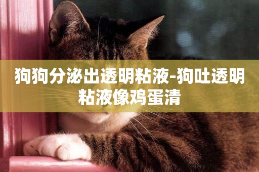 狗狗分泌出透明粘液-狗吐透明粘液像雞蛋清