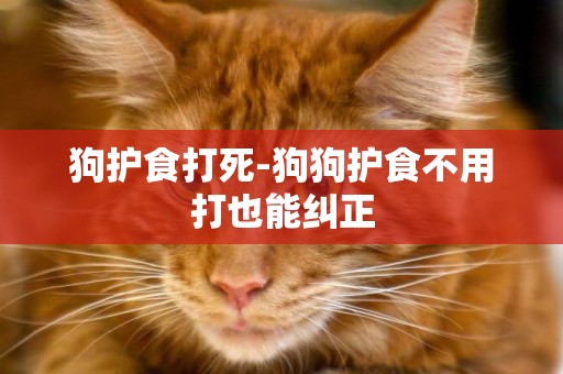 狗護食打死-狗狗護食不用打也能糾正