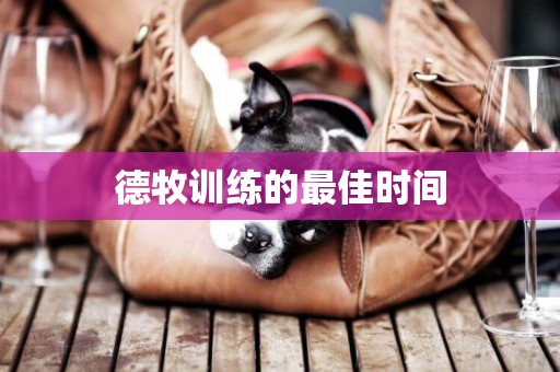 德牧訓練的最佳時間