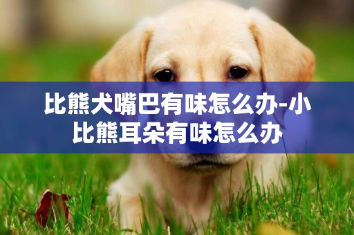 比熊犬嘴巴有味怎么辦-小比熊耳朵有味怎么辦