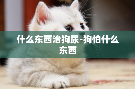 什么東西治狗尿-狗怕什么東西