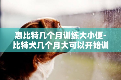 惠比特幾個月訓練大小便-比特犬幾個月大可以開始訓練