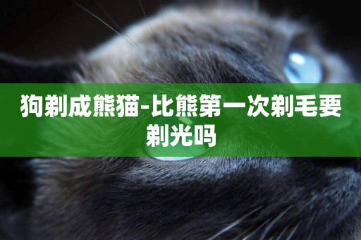 狗剃成熊貓-比熊第一次剃毛要剃光嗎