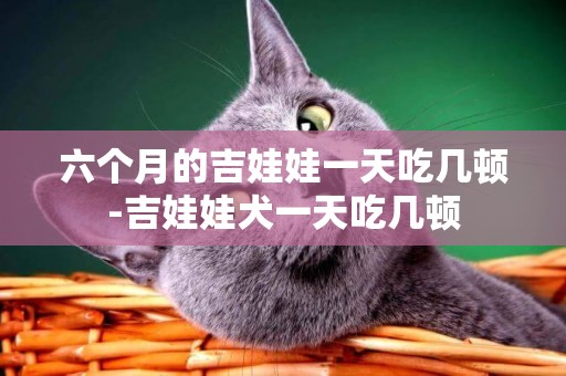 六個月的吉娃娃一天吃幾頓-吉娃娃犬一天吃幾頓