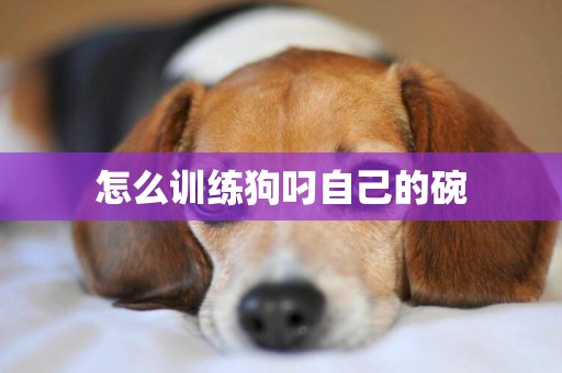 怎么訓練狗叼自己的碗