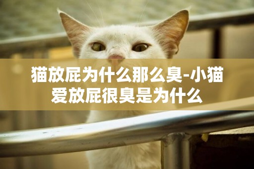 貓放屁為什么那么臭-小貓愛放屁很臭是為什么