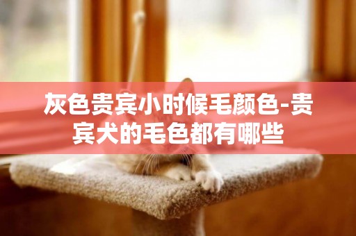 灰色貴賓小時候毛顏色-貴賓犬的毛色都有哪些