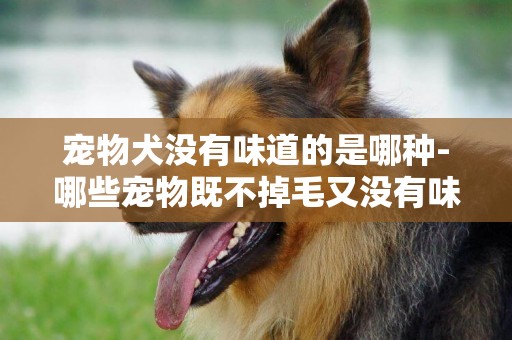 寵物犬沒有味道的是哪種-哪些寵物既不掉毛又沒有味道呢