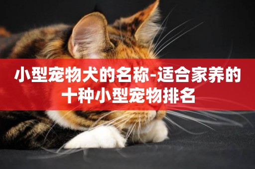 小型寵物犬的名稱-適合家養的十種小型寵物排名