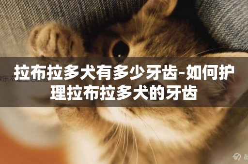 拉布拉多犬有多少牙齒-如何護理拉布拉多犬的牙齒