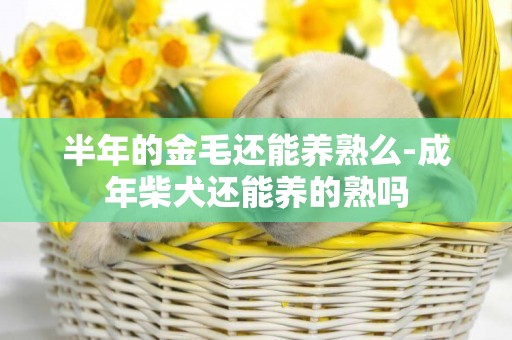 半年的金毛還能養熟么-成年柴犬還能養的熟嗎