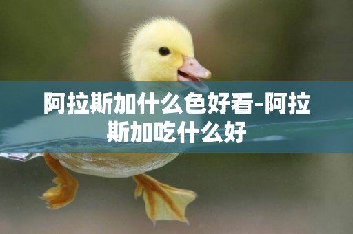阿拉斯加什么色好看-阿拉斯加吃什么好
