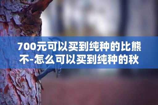 700元可以買到純種的比熊不-怎么可以買到純種的秋田犬