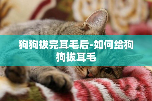 狗狗拔完耳毛后-如何給狗狗拔耳毛