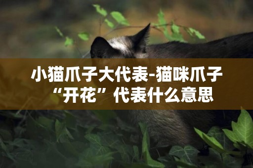 小貓爪子大代表-貓咪爪子“開花”代表什么意思