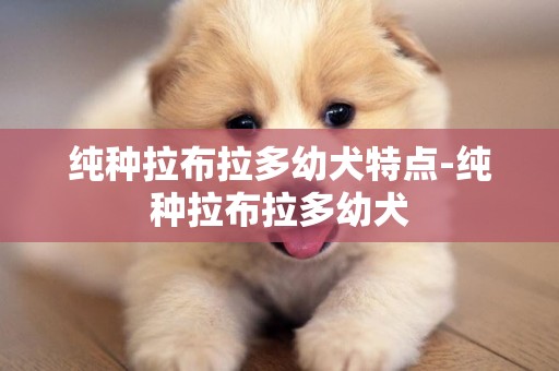 純種拉布拉多幼犬特點-純種拉布拉多幼犬