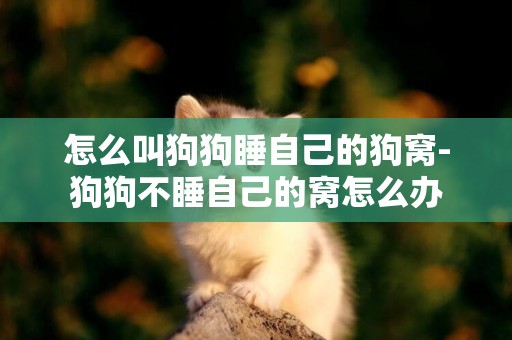 怎么叫狗狗睡自己的狗窩-狗狗不睡自己的窩怎么辦