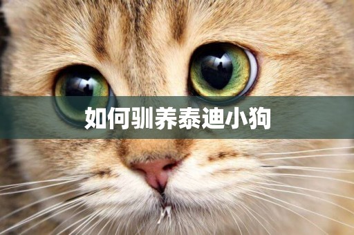 如何馴養泰迪小狗