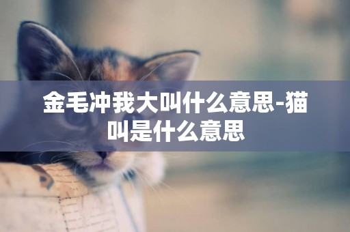 金毛沖我大叫什么意思-貓叫是什么意思