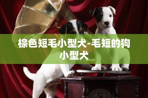 棕色短毛小型犬-毛短的狗小型犬