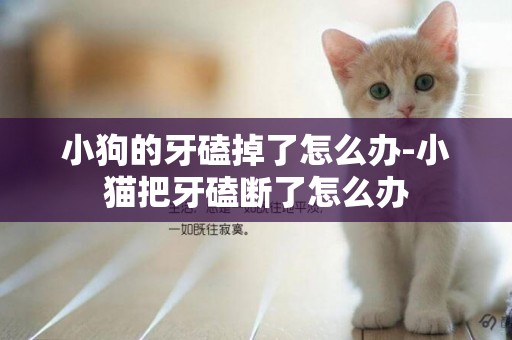 小狗的牙磕掉了怎么辦-小貓把牙磕斷了怎么辦