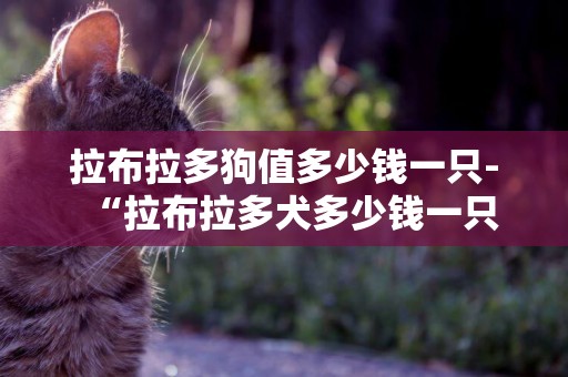 拉布拉多狗值多少錢一只-“拉布拉多犬多少錢一只