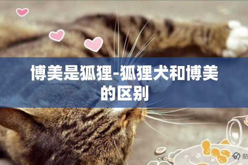 博美是狐貍-狐貍犬和博美的區別