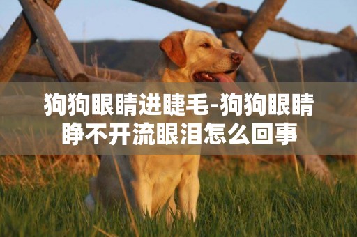 狗狗眼睛進睫毛-狗狗眼睛睜不開流眼淚怎么回事