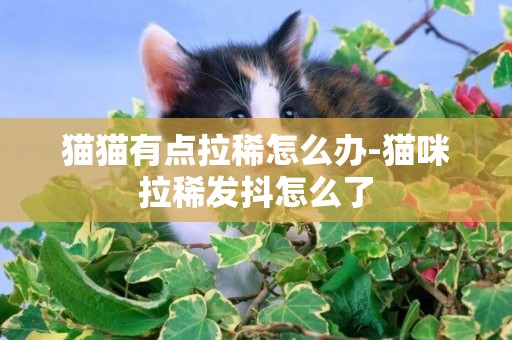 貓貓有點拉稀怎么辦-貓咪拉稀發抖怎么了