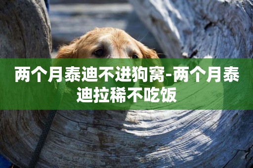 兩個月泰迪不進狗窩-兩個月泰迪拉稀不吃飯