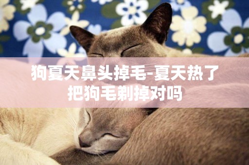 狗夏天鼻頭掉毛-夏天熱了把狗毛剃掉對嗎