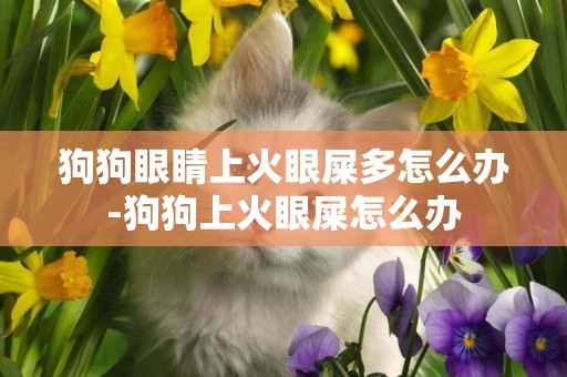 狗狗眼睛上火眼屎多怎么辦-狗狗上火眼屎怎么辦