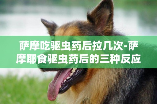 薩摩吃驅蟲藥后拉幾次-薩摩耶食驅蟲藥后的三種反應