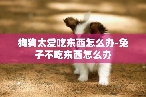狗狗太愛吃東西怎么辦-兔子不吃東西怎么辦